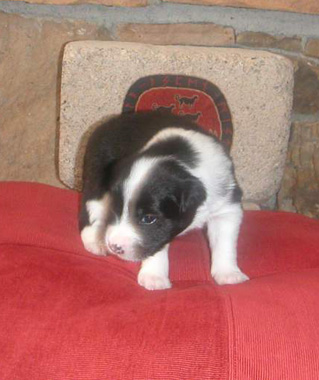 Pup 2 at 18 days old