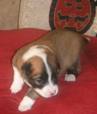 Pup 3 at 18 days old
