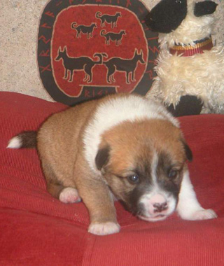 Pup 4 at 18 days old