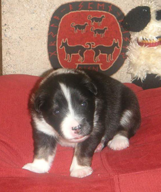 Pup 5 at 18 days old