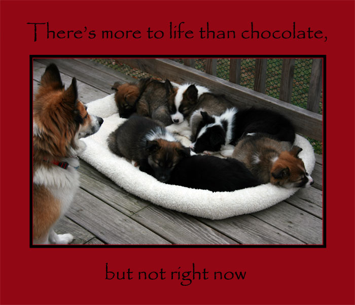 There's more to life than chocolate, but not right now.