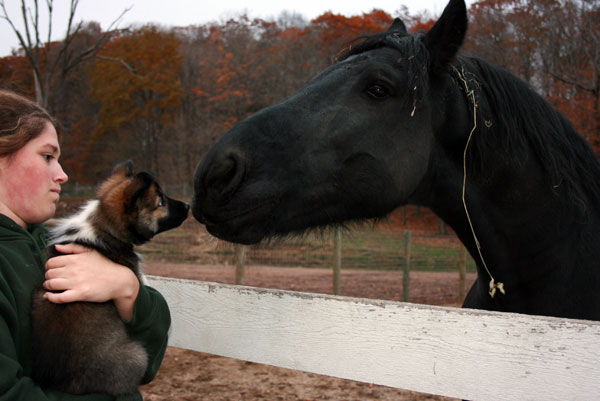 Tobi meets the horses