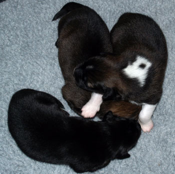 Pup 3, 4 and 5