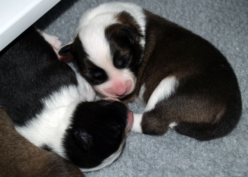 Pups 6 and 2