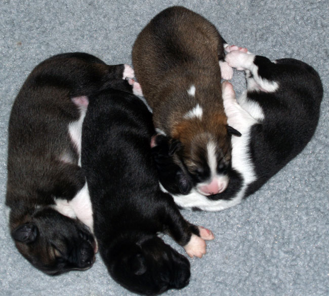 Pups 3,4,1 and 6