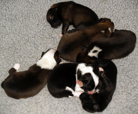 Puppy pile