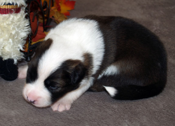 Pup 2 - 14 days old