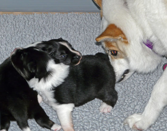 Misty meets the pups