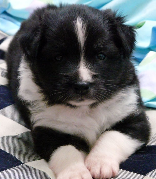 Pup 1 at 4 weeks