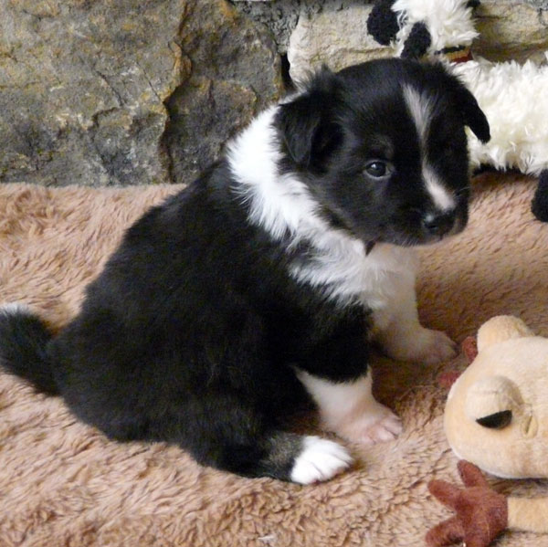 Pup 1 at 4 weeks
