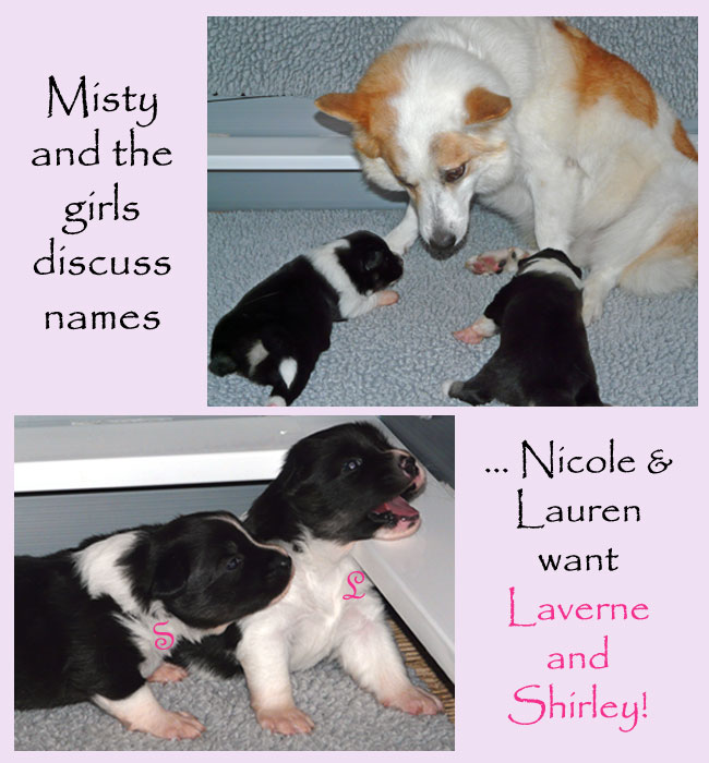 Misty and the pupstalking about possible names