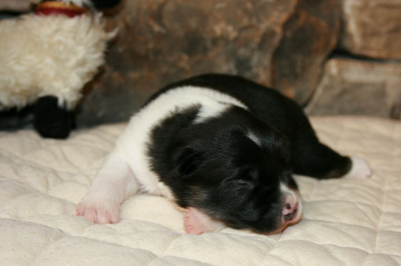 Pup 2 is One week old