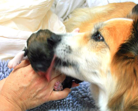 Gryla welcoming her pup