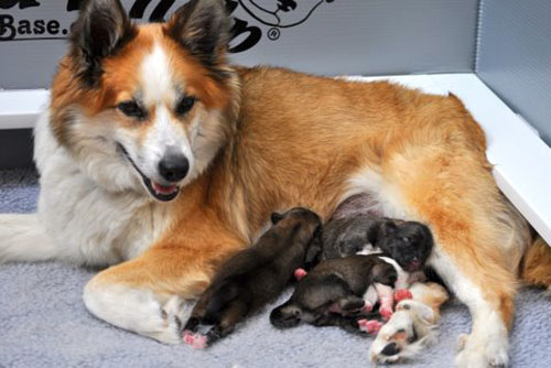 Gryla and her three pups