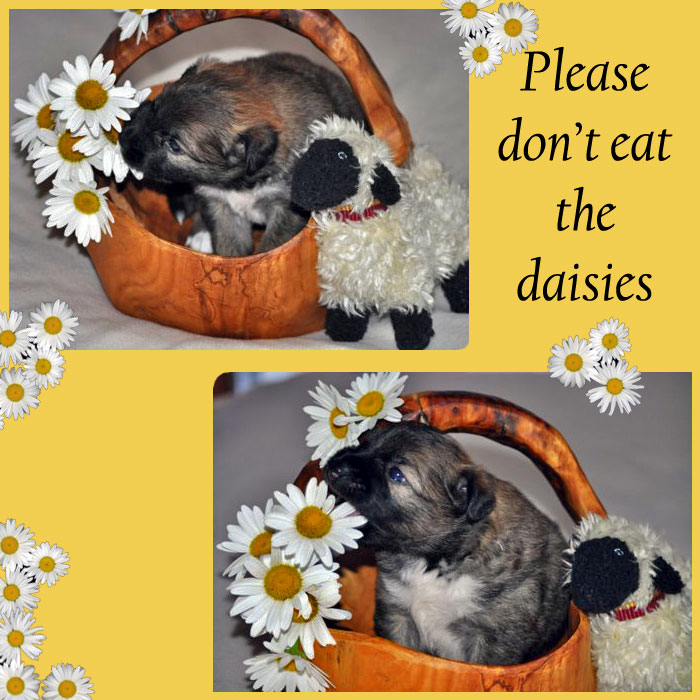 Please don't eat the daisies!