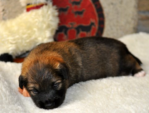 Leif - two Weeks Old