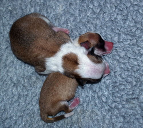 Pup 3 and Pup 2