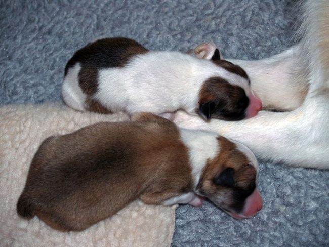Pup 4 and Pup 5
