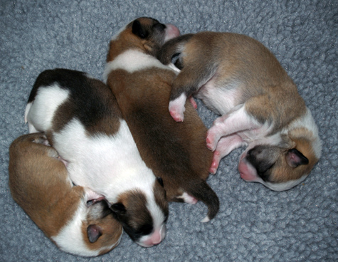 All four sleeping