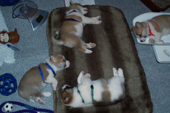 The whole litter is pooped