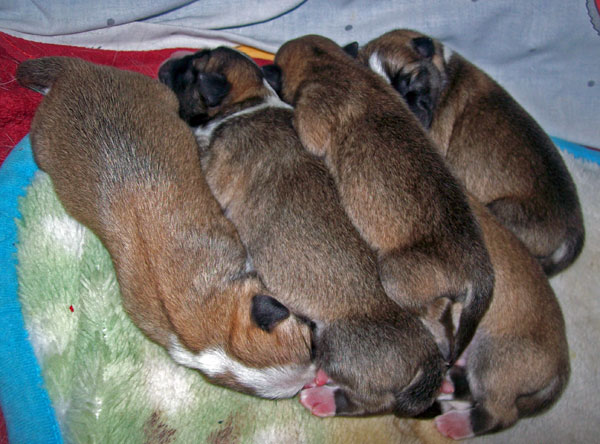 Puppy Pile
