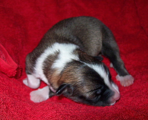 Pup 4 - male