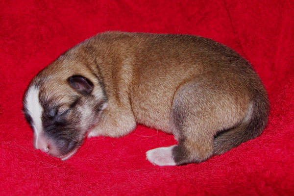 Pup 5 - male