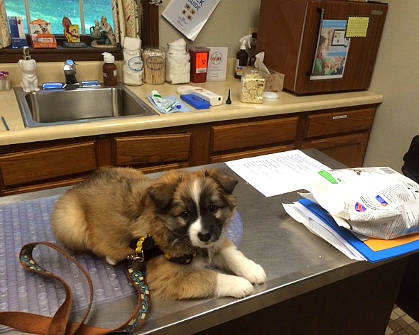 Gryla at her first check up